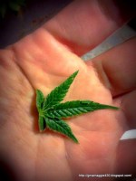A Cannabis leaf in my hand