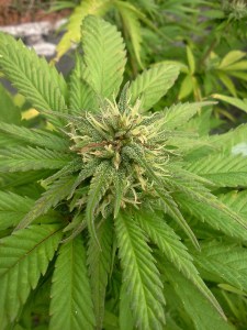 81c47-img_20130914_153154