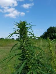 22323907_10212693494425024_1443893721_o