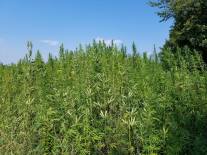 22375579_10212693495345047_2130060174_o